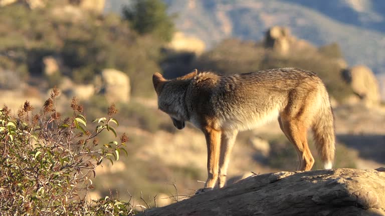 California Coyote Jumps Off Rock