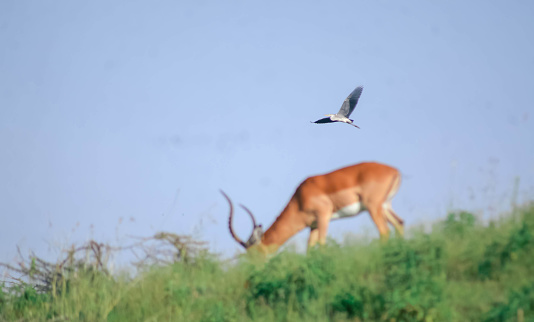 A miss shot, had targeted the Gazelle but ended up with a bird.