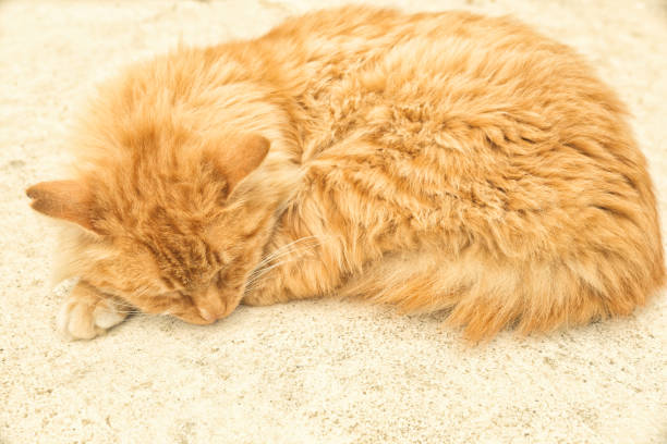 Full body high angle profile portrait of a tabby furry stray cat sleeping on stone, under homogenous light.