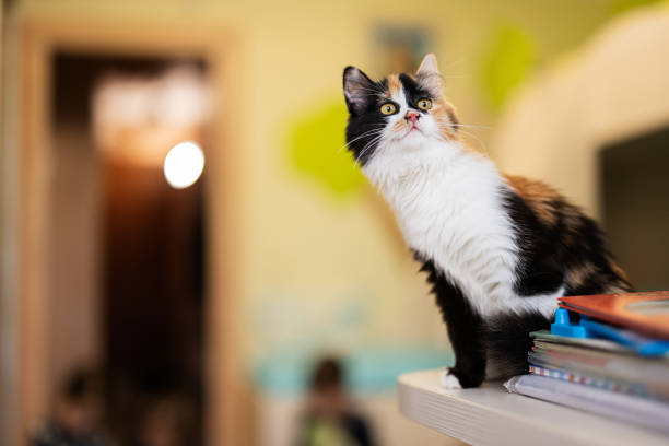 istock Cat in home. Three color kitty. 1512079859