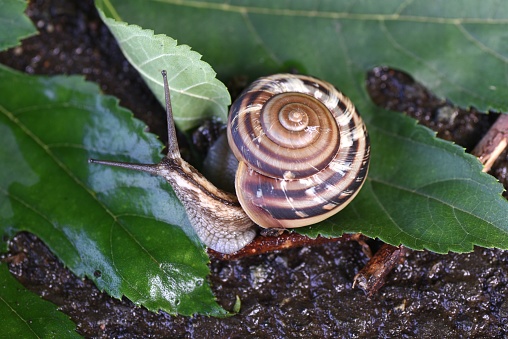 A snail. 'Euhadra peliomphala' endemic to Japan. Snails are pulmonary molluscs that have no caps and eyes at the ends of their antennae.