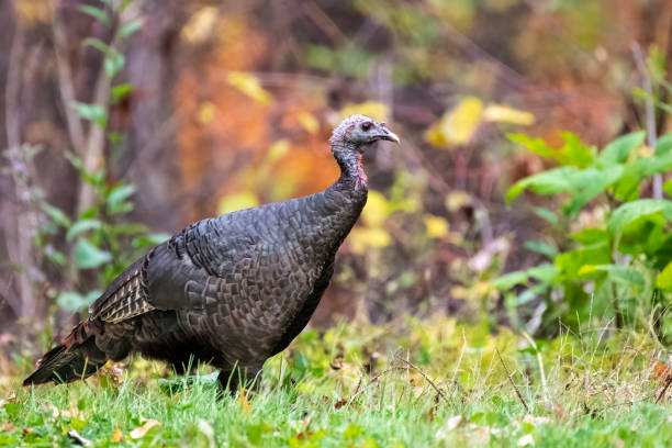 istock Smoky Mountains Wild Turkey 1512109220
