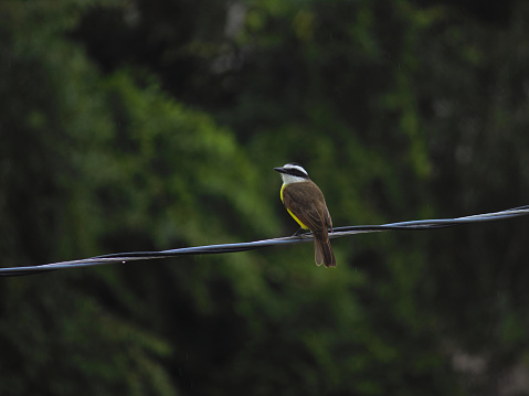 bird known as Great Kiskadee (Pitangus sulphuratus) perched alone on a cape, blurred vegetation in the background - BERTIOGA,  SAO PAULO,  BRAZIL.