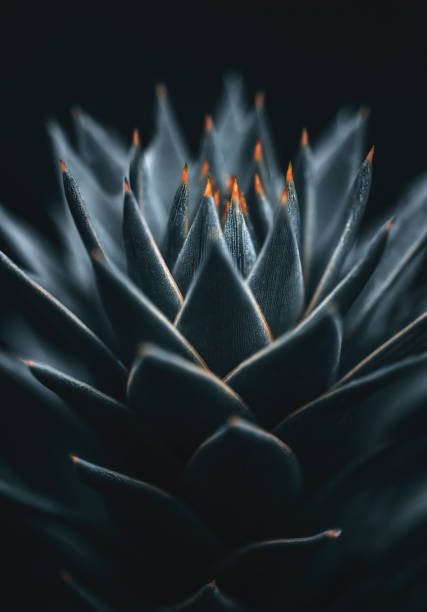 Macro of the Araucaria tree, pattern and texture, matte effect,  copy space, dark mood, large size