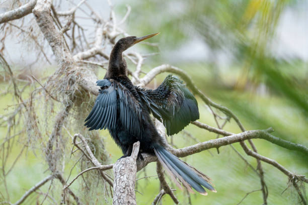 istock A big anhinga bird resting on tree branch in Florida wetlands 1512134690