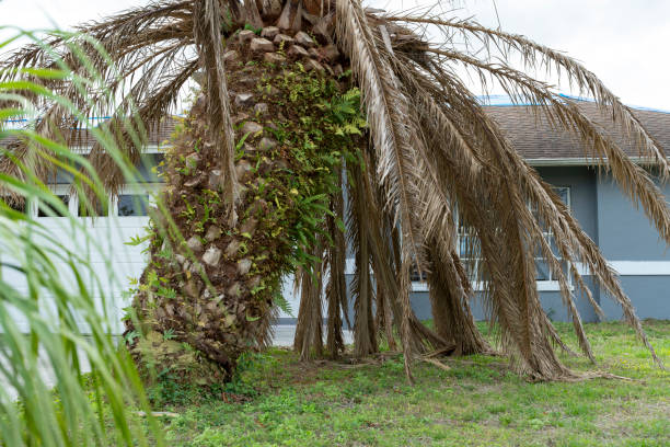 istock Dead palm tree with dry branches on Florida home backyard. Tree removal concept 1512135244
