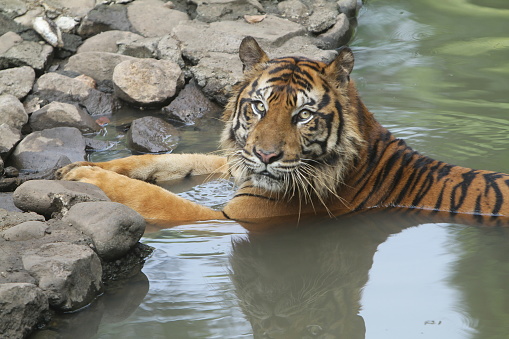 Sumatran tiger behavior in conservation