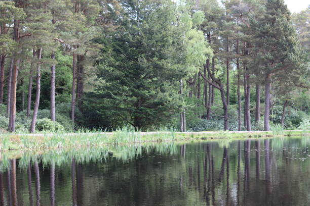 istock Treelined lake edge, with trees reflected in calm still water 1512140803