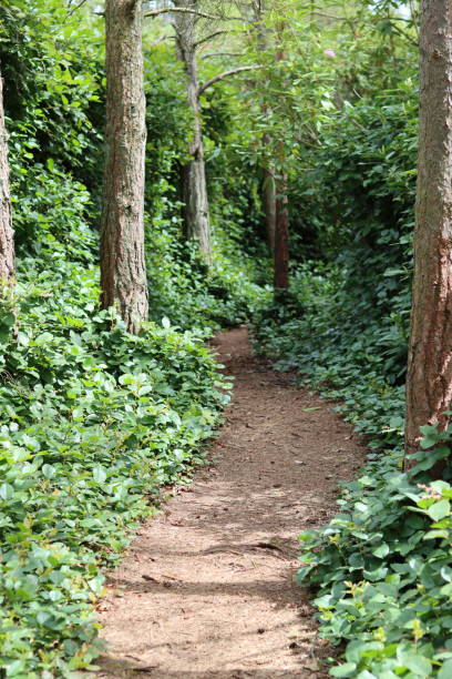 istock Footpath along a narrow countryside track surrounded by trees and thick undergrowth 1512143909