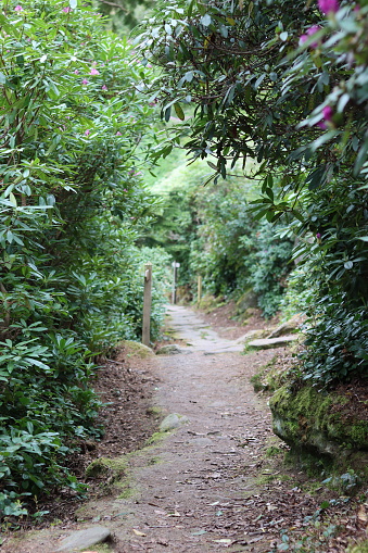 Footpath along a narrow countryside track surrounded by trees and thick undergrowth