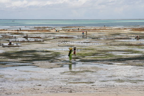 Seaweed farmers in Jambiani, Zanzibar