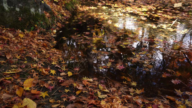 istock Autumn trees and plants in Japan 1512174663