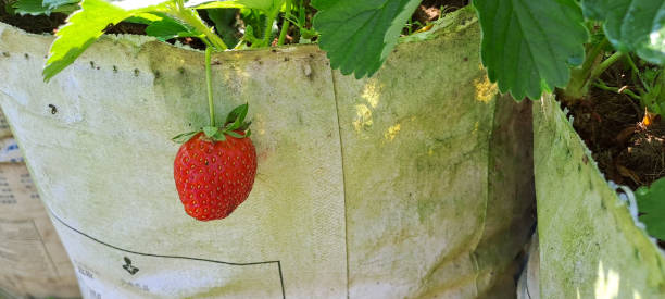 istock Ripe organic strawberry on the tree. 1512184670