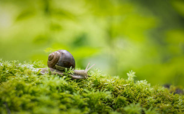 istock Snail crawling on the green moss with blurred background 1512185715