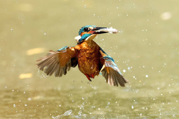 Kingfisher diving into water