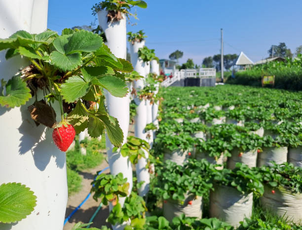 istock Ripe organic strawberry on the tree. 1512195172