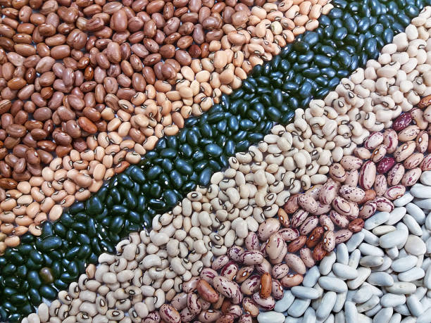 Maiores Produtores de Feijão do Brasil. Imagem: Istockphoto.com Maiores Produtores de Feijão do Brasil. Imagem: Istockphoto.com