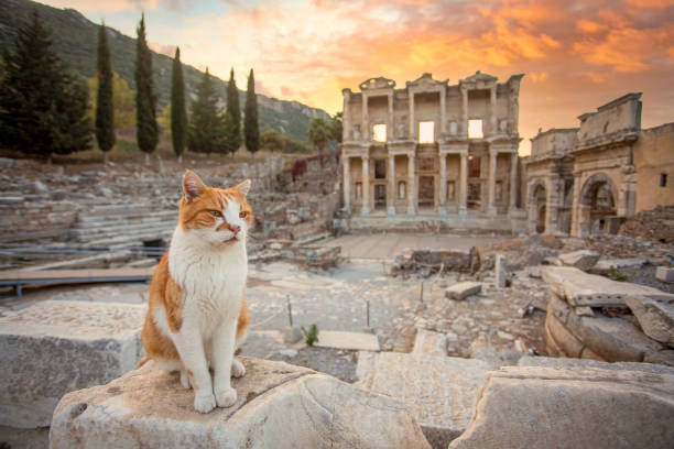 ciudad antigua de éfeso y gato de éfeso - ephesus fotografías e imágenes de stock