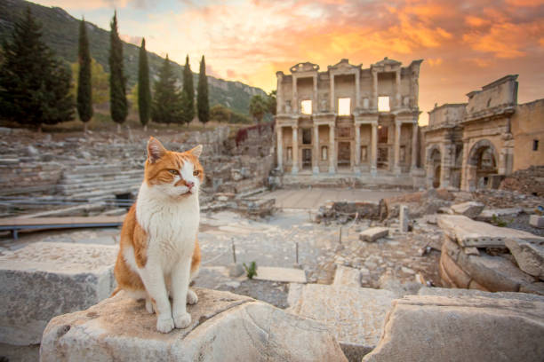 エフェソス古代都市とエフェソス猫 - エフェソス ストックフォトと画像