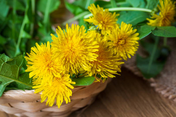 istock Dandelion, taraxacum officinale, flower on spring meadow. 1512211333