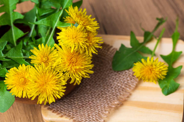 istock Dandelion, taraxacum officinale, flower on spring meadow. 1512213033