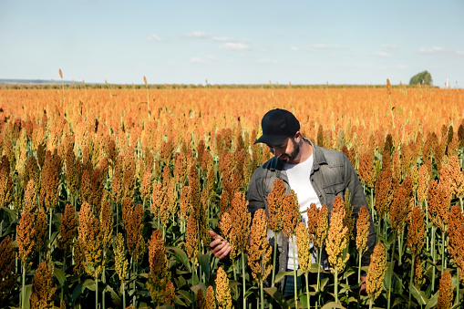 Photo of a man in a sorghum plantation. Agronomist.
