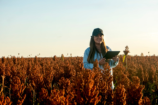 Photo of a woman in a sorghum plantation. Agronomist.