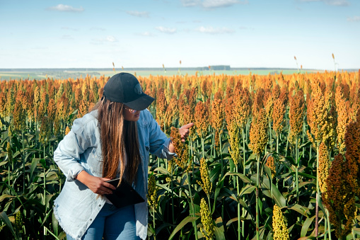 Photo of a woman in a sorghum plantation. Agronomist.