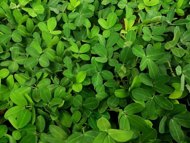 istock Arachis repens leaves - for Background 1512230343