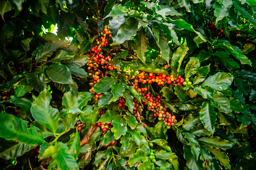 Photo of coffee plant with many coffee cherries