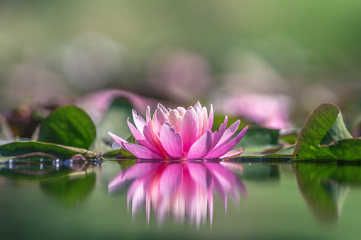 Beautiful Water Lilies at water pond at forest.