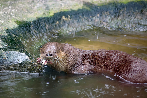 Neotropical otter (Lontra longicaudis) feeding on a fish on the shore of a pond