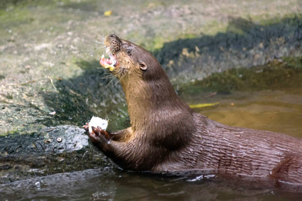 Otter longicaudis Neotropical otter (Lontra longicaudis) feeding on a fish on the shore of a pond lontra longicaudis stock pictures, royalty-free photos & images
