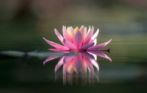 istock pink lotus water lily flower reflecting on water 1512250828
