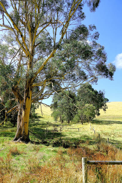 istock Kurumburra,  Victoria,  Australia 1512257544