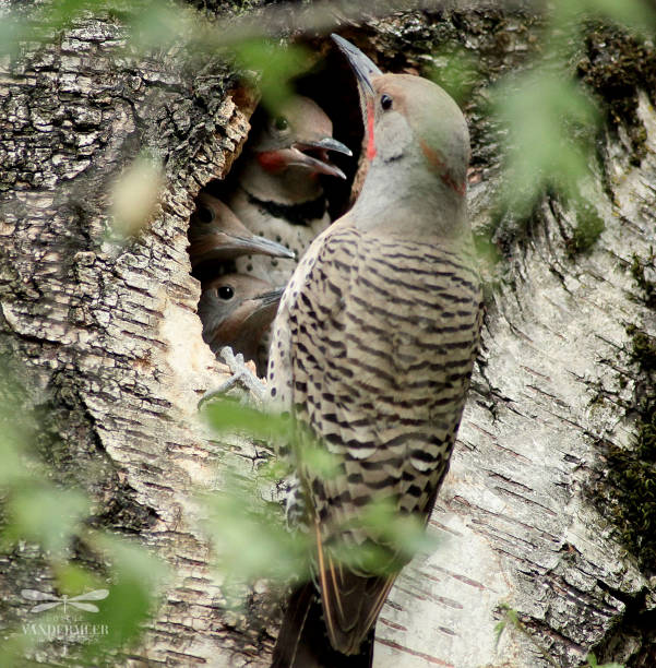 istock Northern flicker and his triplet chicks 1512262807
