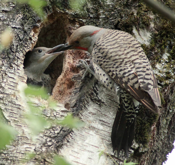 istock Northern flicker feeding his female chick 1512275326