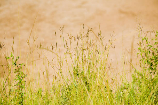 African landscape with grass in focus in front of water. Green and brown grasses.