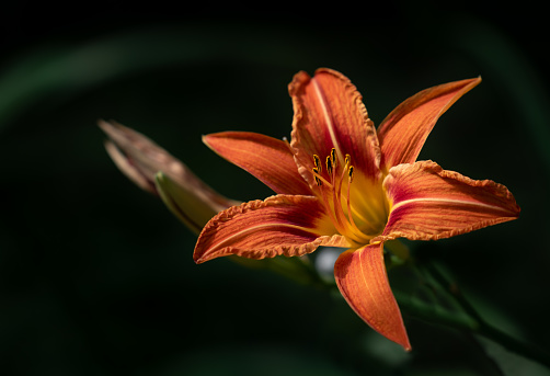 Close-up of an orange daylily blooming brightly. The background is dark. and green. The leaves form a semicircle around the flower.