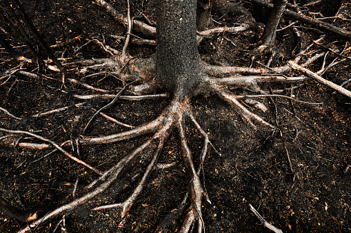 A tree's roots are exposed after a wildfire.