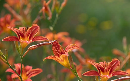 Many orange daylilies bloom in the garden in summer. The background is green. The light shines on the flowers. There is space for text