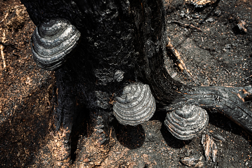 A trio of shelf mushrooms consumed by a wildfire.