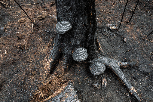 A trio of shelf mushrooms consumed by a wildfire.