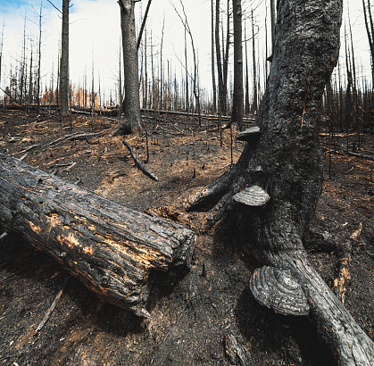 A trio of shelf mushrooms consumed by a wildfire.