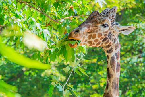 A giraffe profile portrait reaching for leaves with an outstretched neck and tongue reaching up to a high tree limb. Close-up of a giraffe eating leaves in a shady Kenya forest.