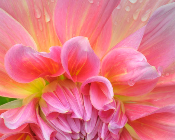 istock Pink & Yellow Dahlia with raindrops 1512325408