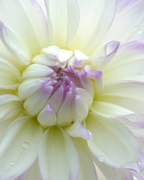 istock White Yellow & Purple Dahlia Dudding 1512325414