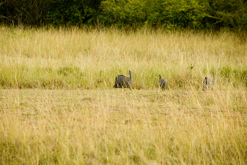 Guinea birds in the savannah grass. Flock of birds with blue neck, red  comb and grey feathers.