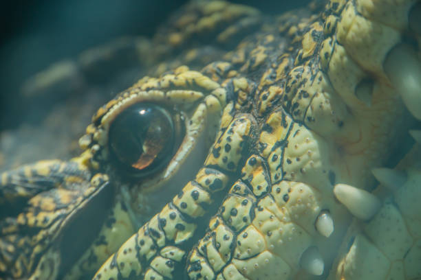 Eye of yellow crocodile in the river. Close-up of the dinosaurs' horrifying yellow eye. Dinosaur hunters look on with a terrifying yellow eye. Dinosaur eye.