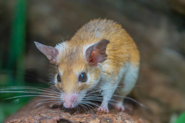 istock Close-up female spiny mouse Acomys cahirinus breastfeed the offspring. 1512373772